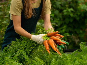 Gerber: Alimentos Ecológicos para Bebés