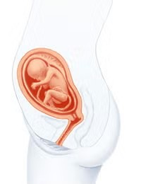 Cambios en el cuerpo a las 19 semanas de embarazo Cambios en el cuerpo a las 19 semanas de embarazo