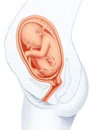 Desarrollo del feto de 30 semanas de embarazo Desarrollo del feto de 30 semanas de embarazo